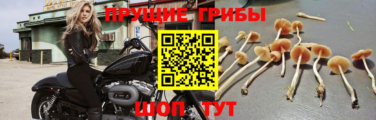 Карачаевск  Галлюциногенные грибы Cubensis  Вход с VPN 